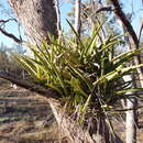 Image of Channelled boat-lip orchid