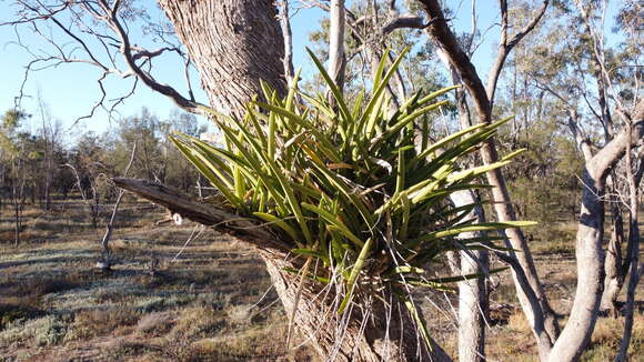 Image of Channelled boat-lip orchid