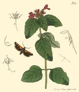 Image of Euclemensia woodiella Curtis 1831