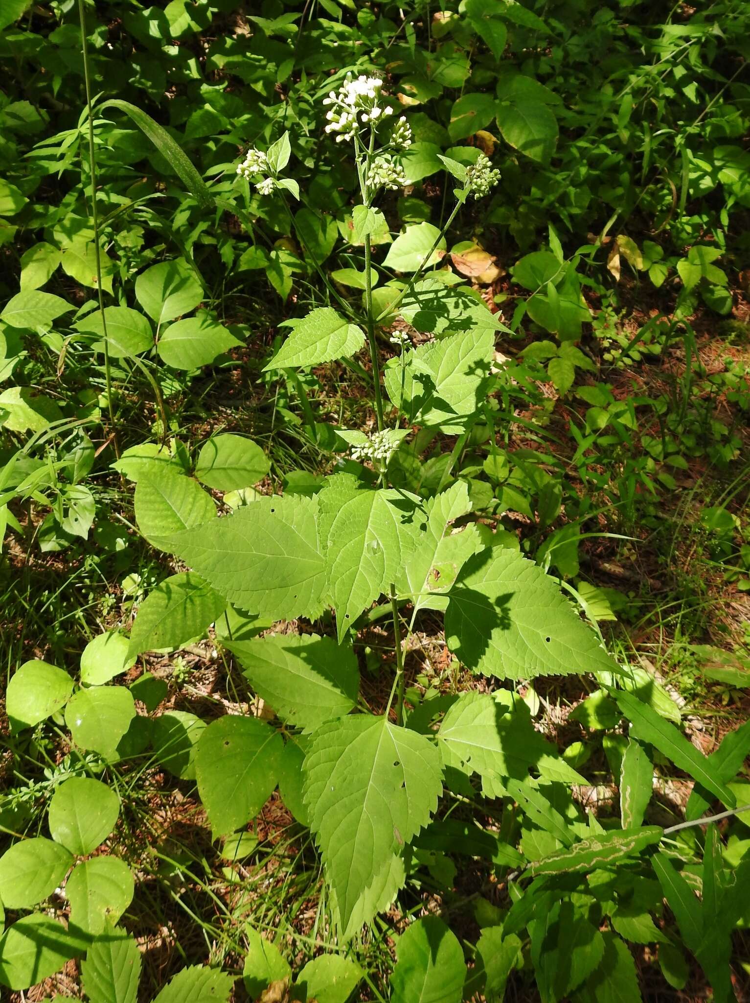 Plancia ëd Ageratina altissima var. angustata (A. Gray) Clewell & Woot.