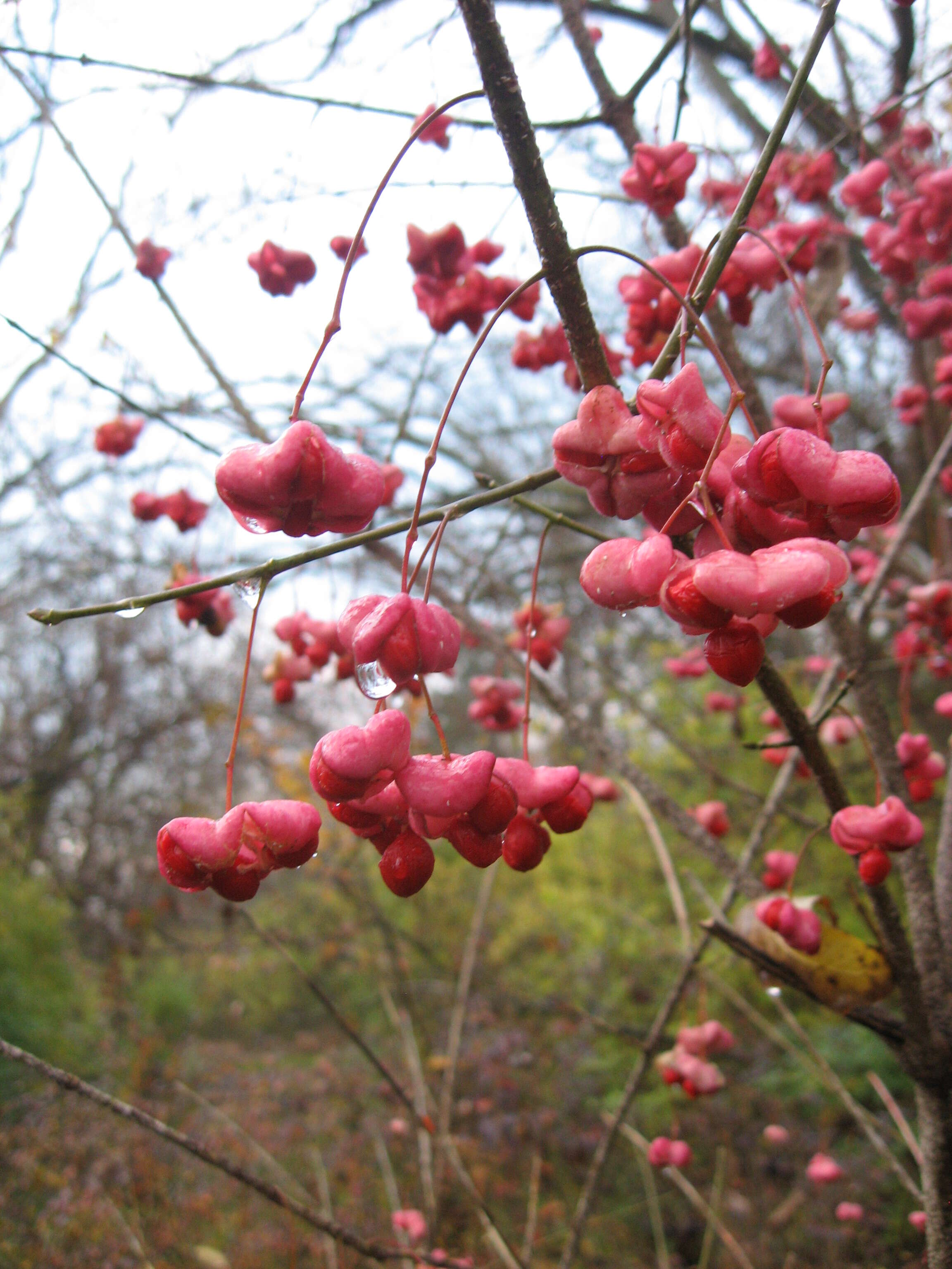 Image of burningbush