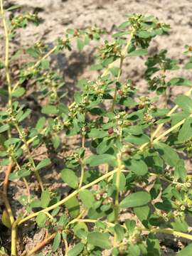 Image of Euphorbia serpillifolia Pers.