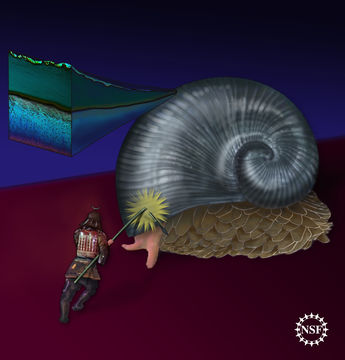Image of <i>Crysomallon squamiferum</i>