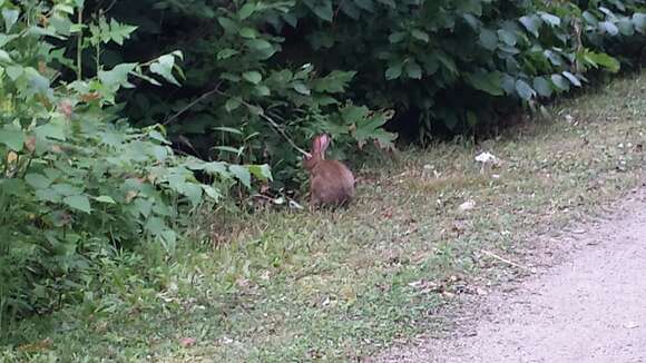 Image of snowshoe hare