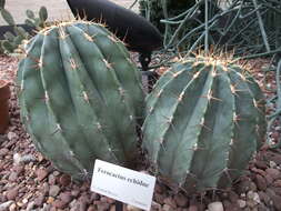 Image of Emory's barrel cactus