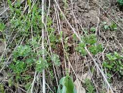 Image of Aquilegia atrovinosa M. Pop. ex Gamajun.