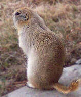 Image of Richardson's ground squirrel