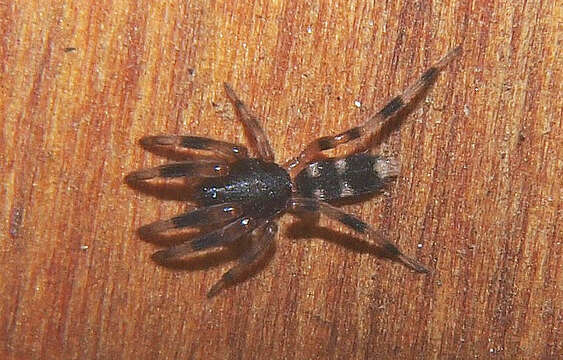 Image of White-tailed spider