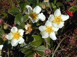 Image of beach strawberry