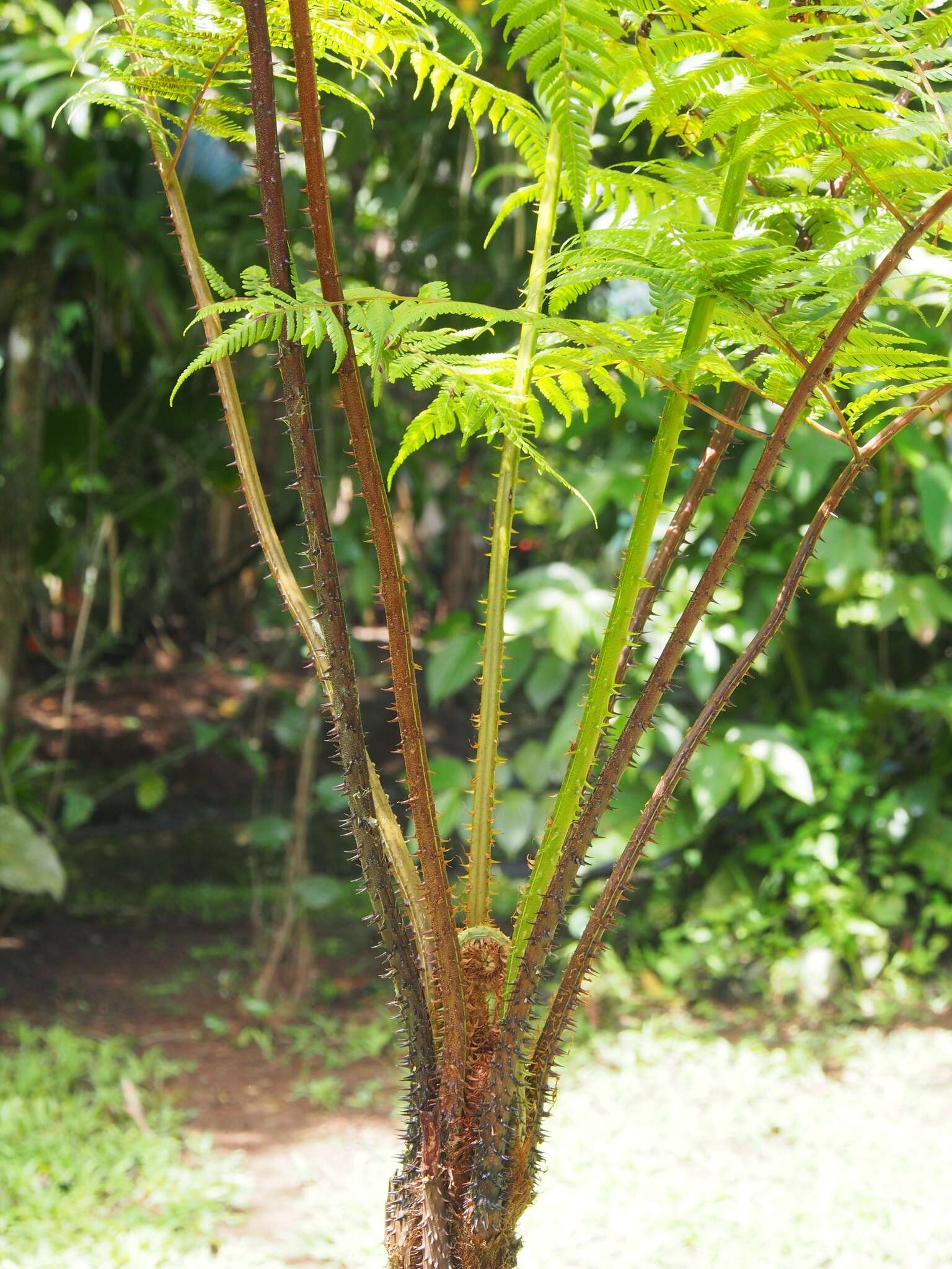 Image of Cyathea multiflora Sm.