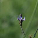 Imagem de Lavandula multifida L.