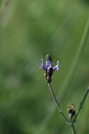 Image of Lavandula multifida L.