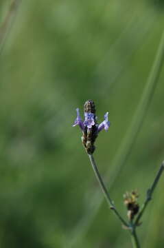 Image of Lavandula multifida L.