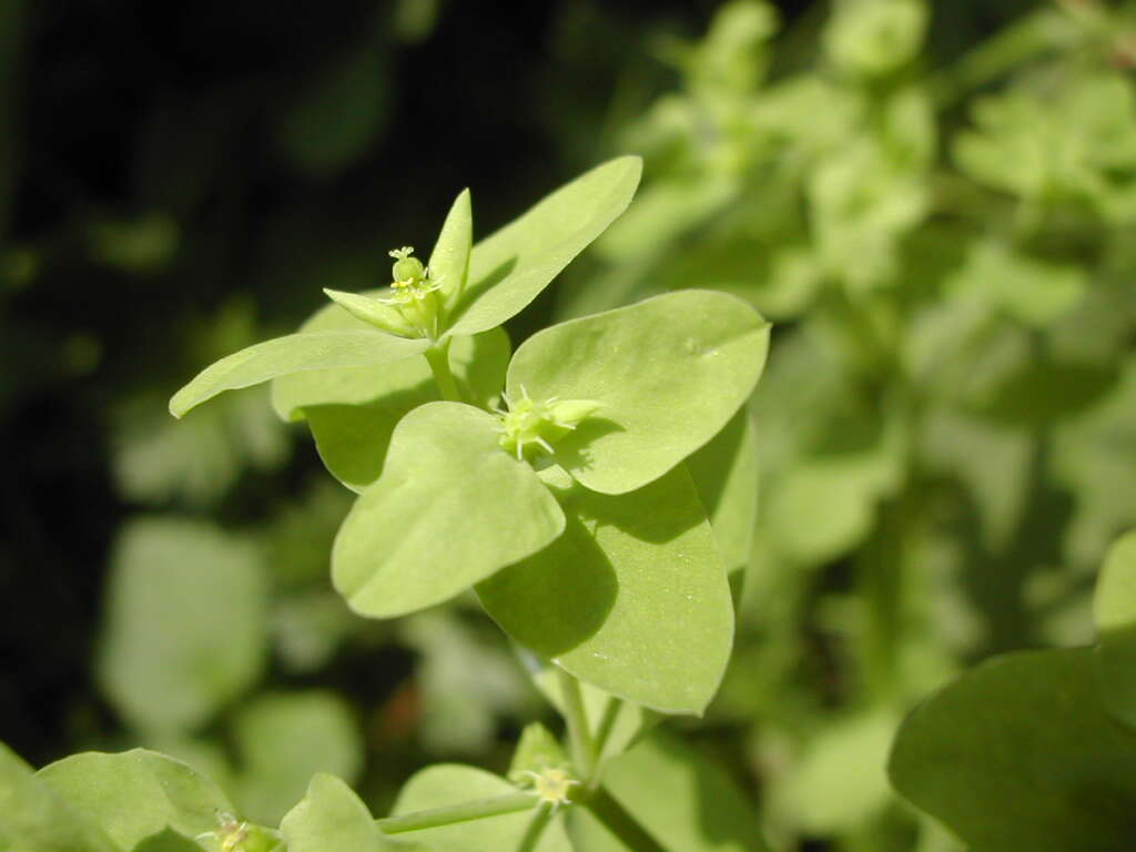 Image of cancer weed