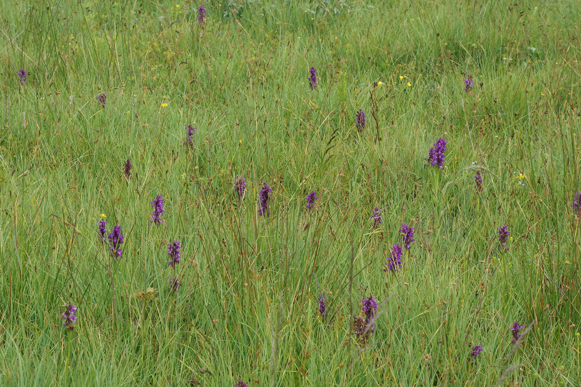 Image of Dactylorhiza cordigera (Fr.) Soó