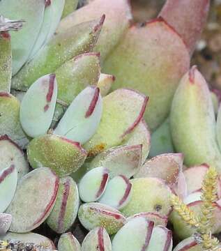 Image of Cotyledon papillaris (L.) L. fil.