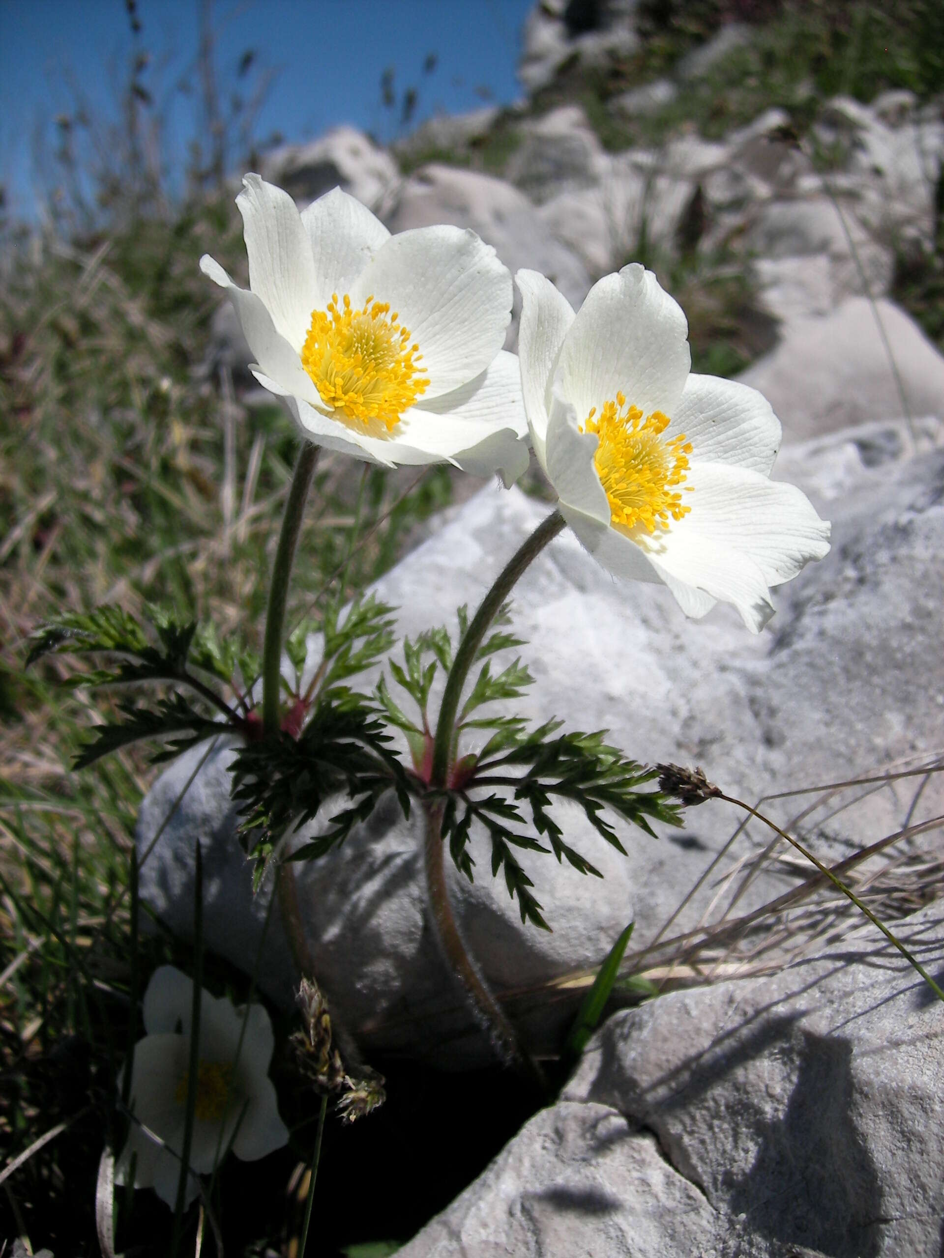 Image of alpine anemone