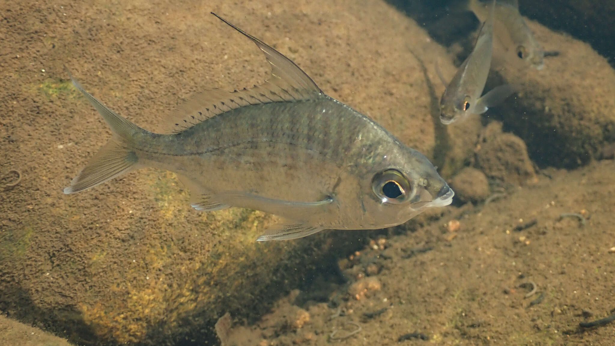 Image of Flagfin Mojarra