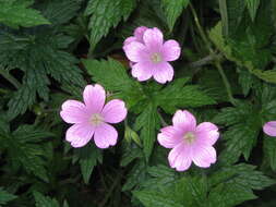 Imagem de Geranium endressii J. Gay