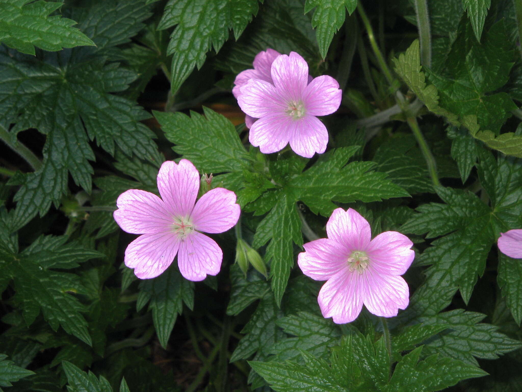 Imagem de Geranium endressii J. Gay