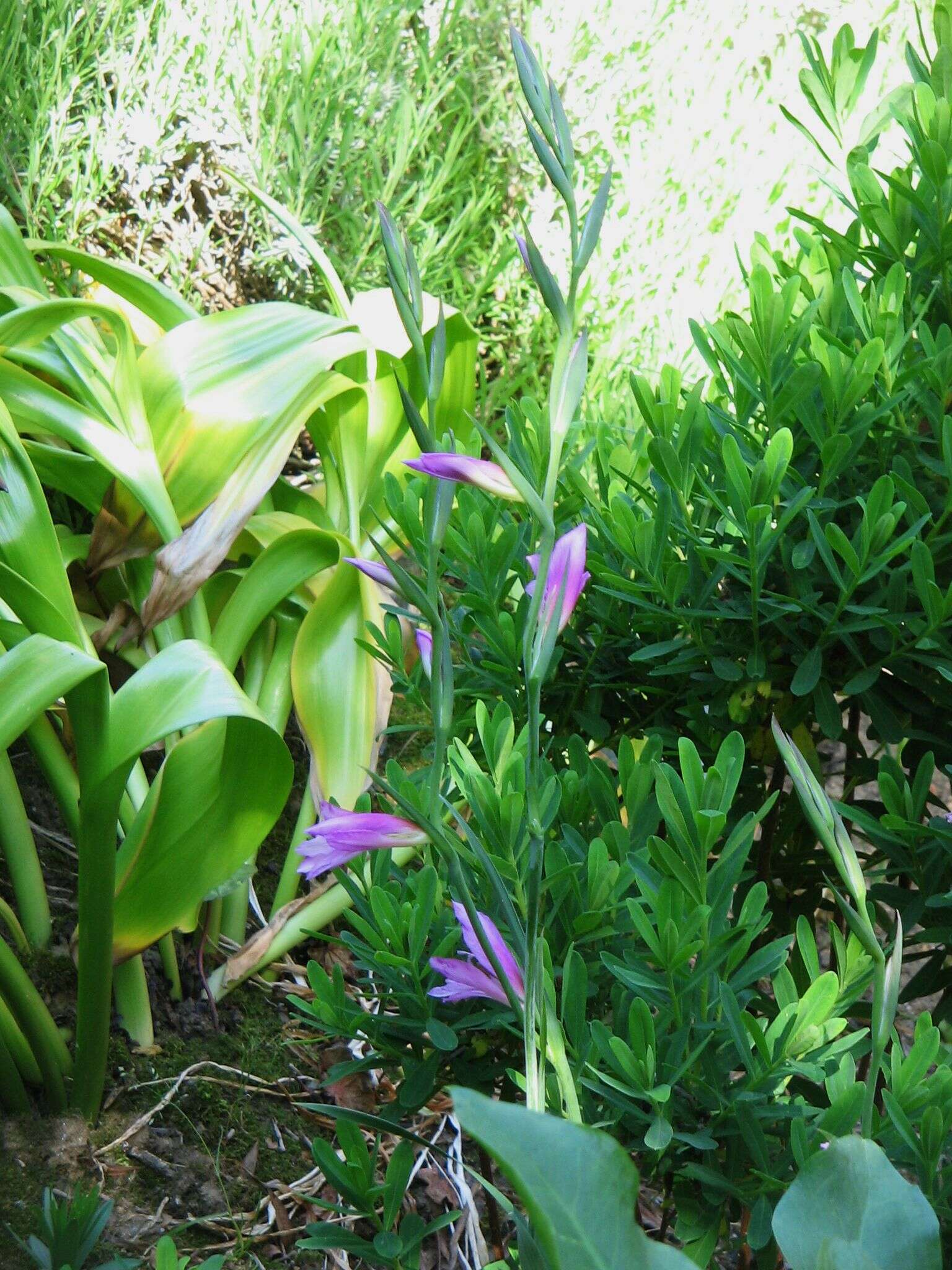 Image of Common Sword Lily