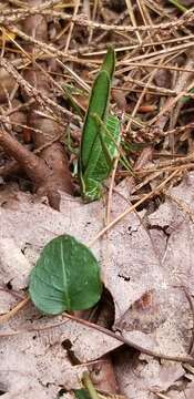 Image of Treetop Bush Katydid