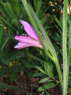 Image of Common Sword Lily