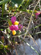 Image of shrubby milkwort