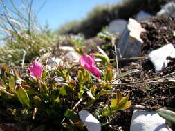 Image of shrubby milkwort