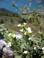 Image of alpine rockcress