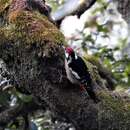 Image of Himalayan Woodpecker