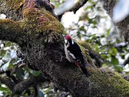 Image of Himalayan Woodpecker