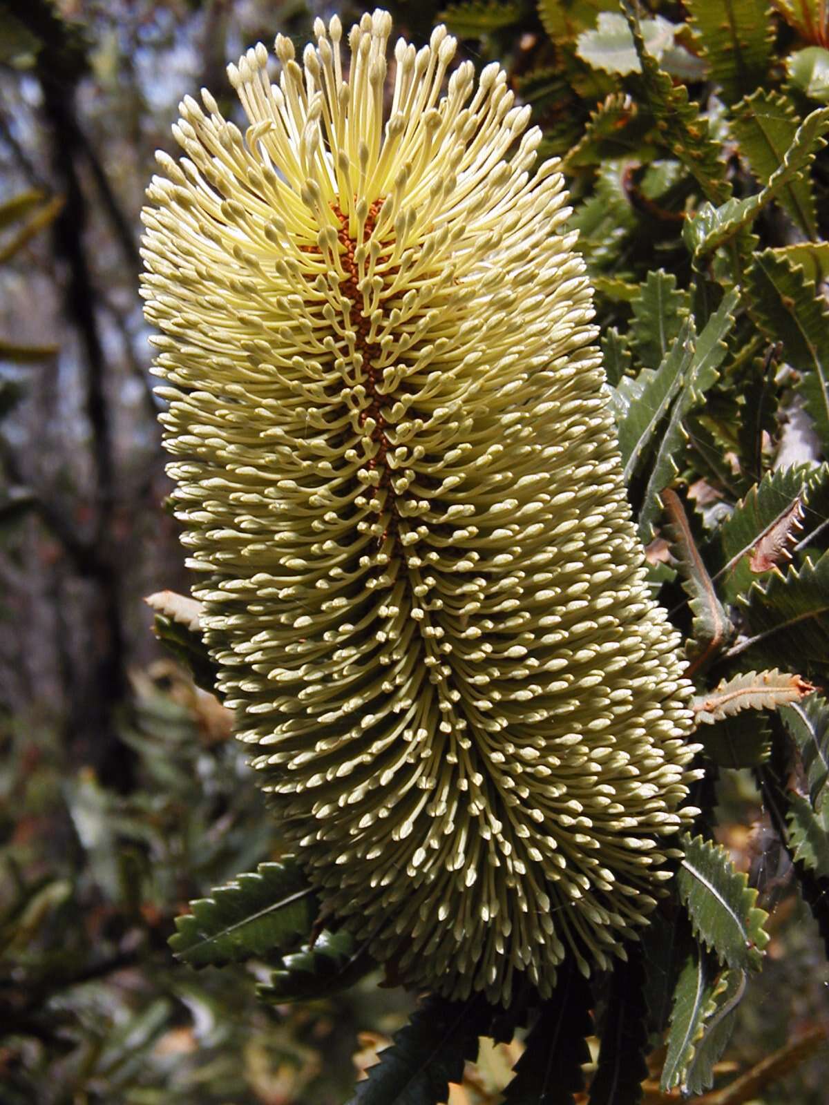 Image of Banksia aemula R. Br.