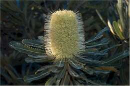 Image of Banksia aemula R. Br.