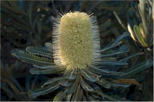 Image of Banksia aemula R. Br.