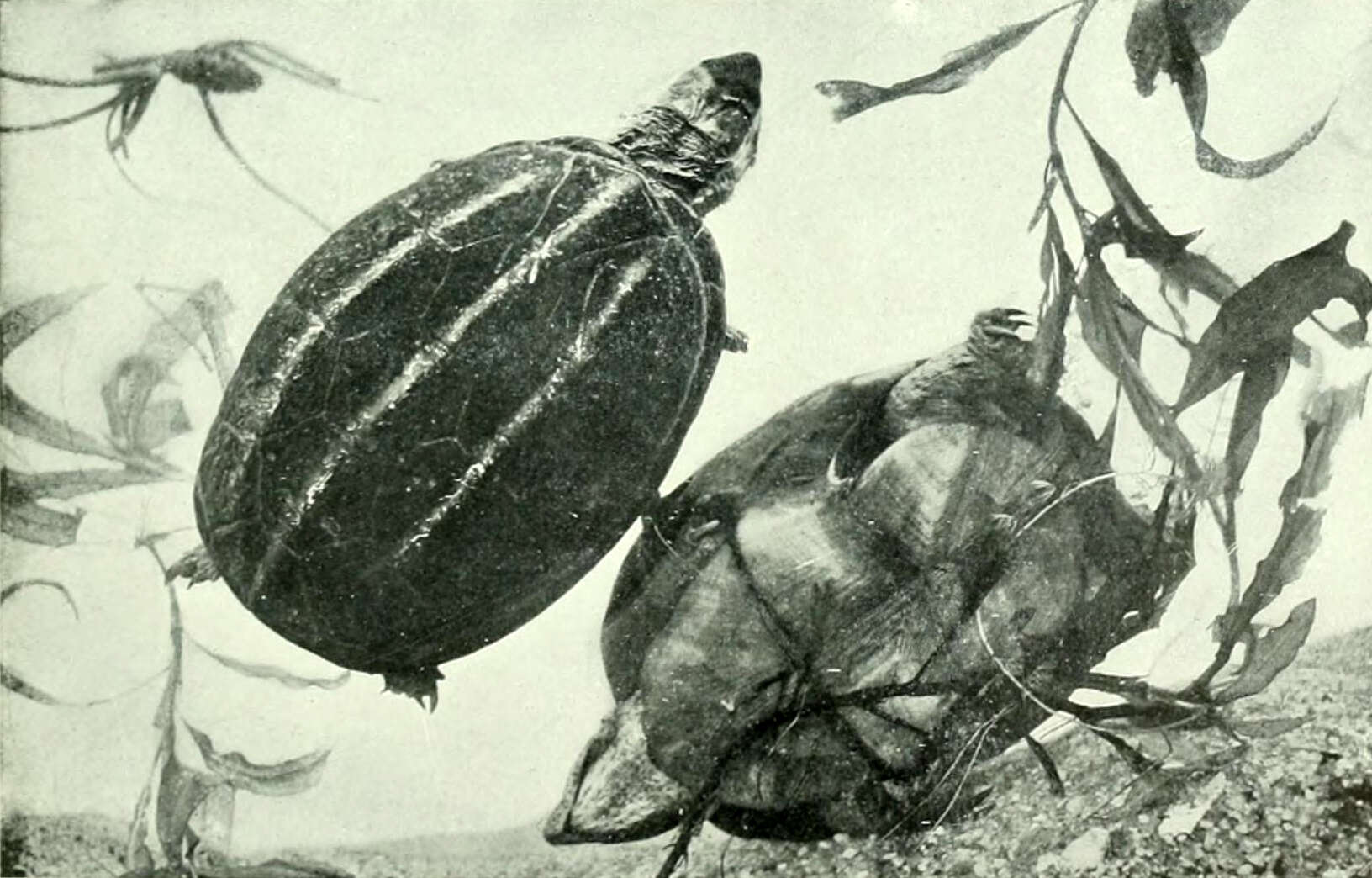 Image of Striped Mud Turtle