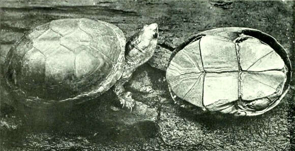 Imagem de Kinosternon flavescens (Agassiz 1857)