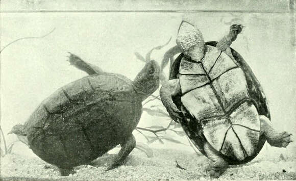 Image of Sonoran mud turtle