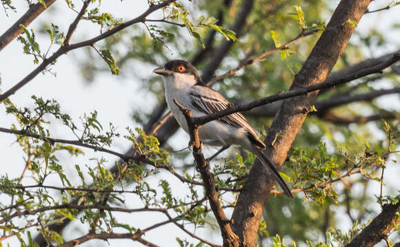 Image of Northern Puffback