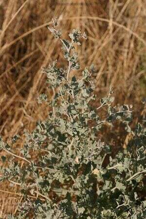 Image de Atriplex argentea Nutt.