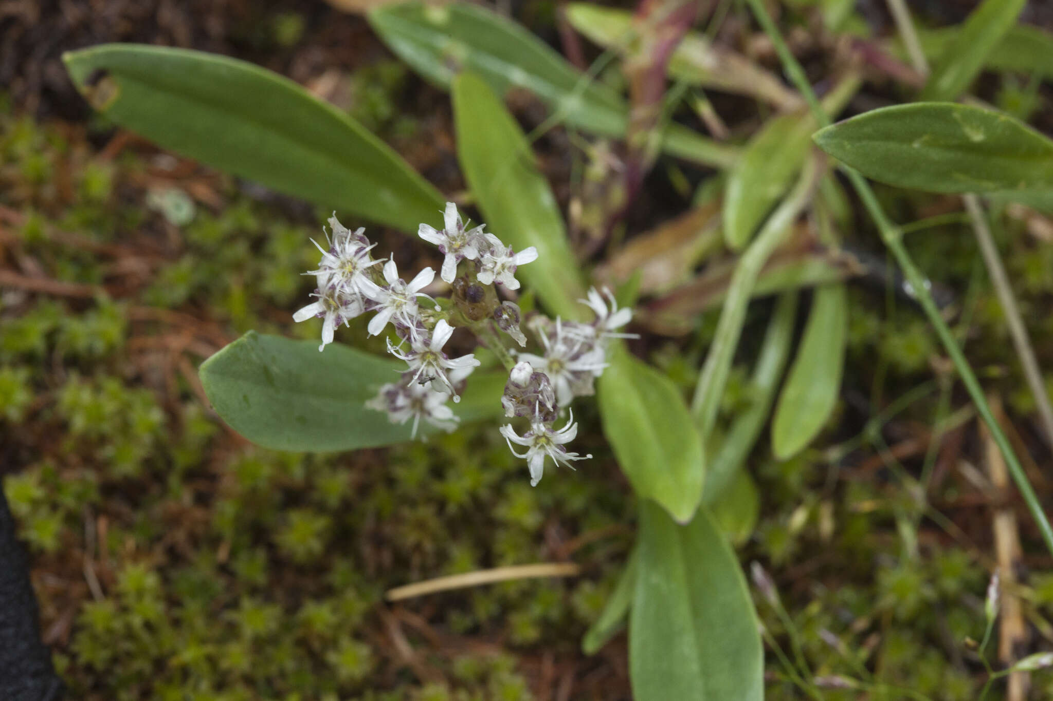 Image of Gypsophila cephalotes (Schrenk) F. N. Williams