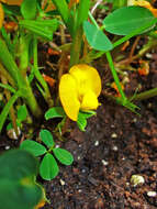 Plancia ëd Arachis hypogaea L.