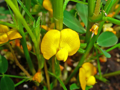 Plancia ëd Arachis hypogaea L.