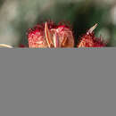 Image of Weed's mariposa lily