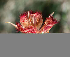 Calochortus fimbriatus H. P. McDonald resmi