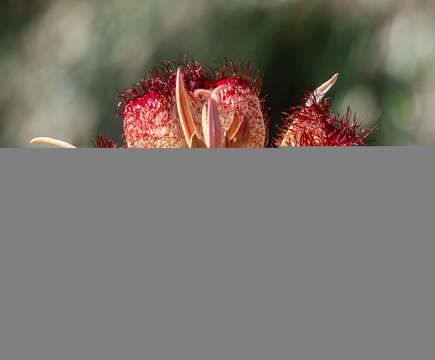 Calochortus fimbriatus H. P. McDonald resmi