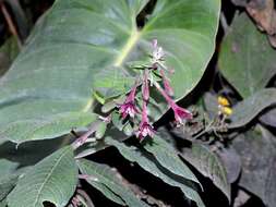 Image of Fuchsia nigricans Linden
