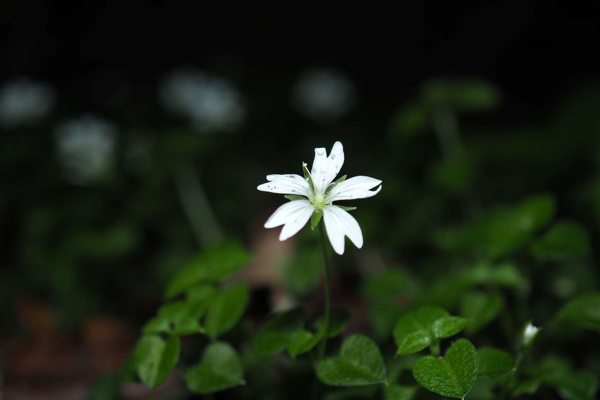 Слика од Nubelaria arisanensis