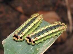 Thespea virescens (Matsumura 1911) resmi