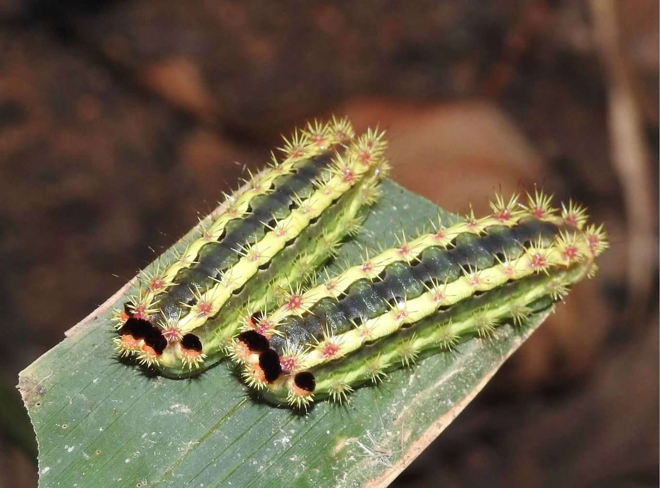 Thespea virescens (Matsumura 1911) resmi